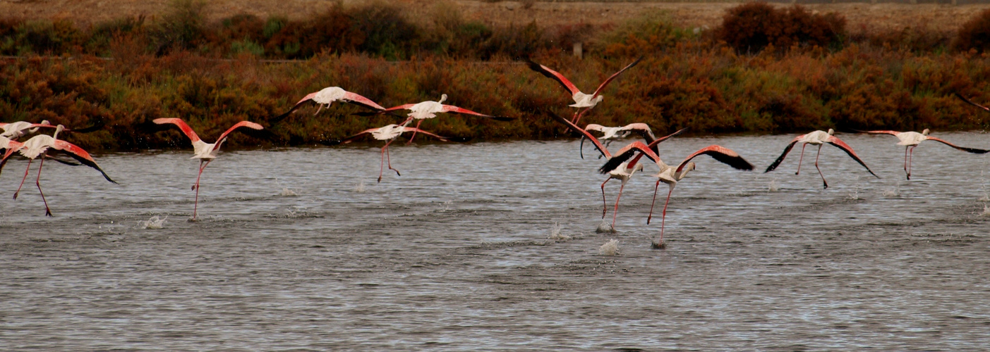 Envole dans les salines