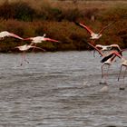 Envole dans les salines