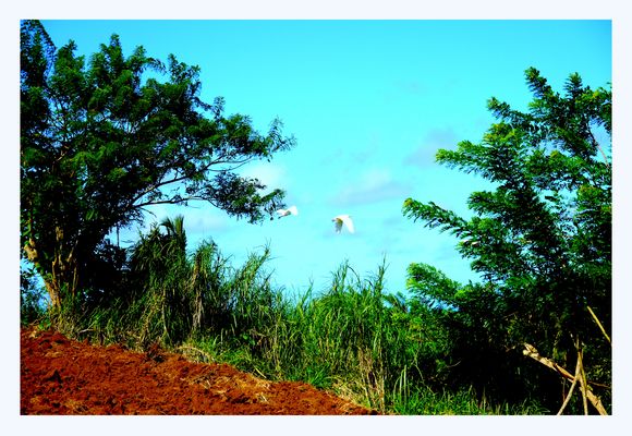 Envolée de héron garde boeuf ou pic boeuf