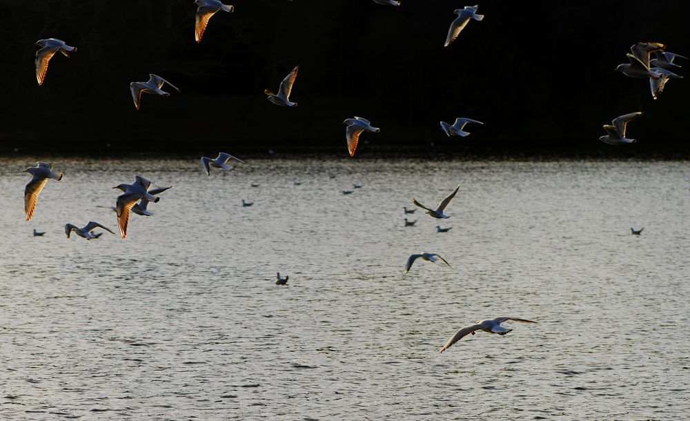 envolée de mouettes