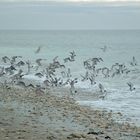 Envolée d'oiseaux (Ile de Ré)