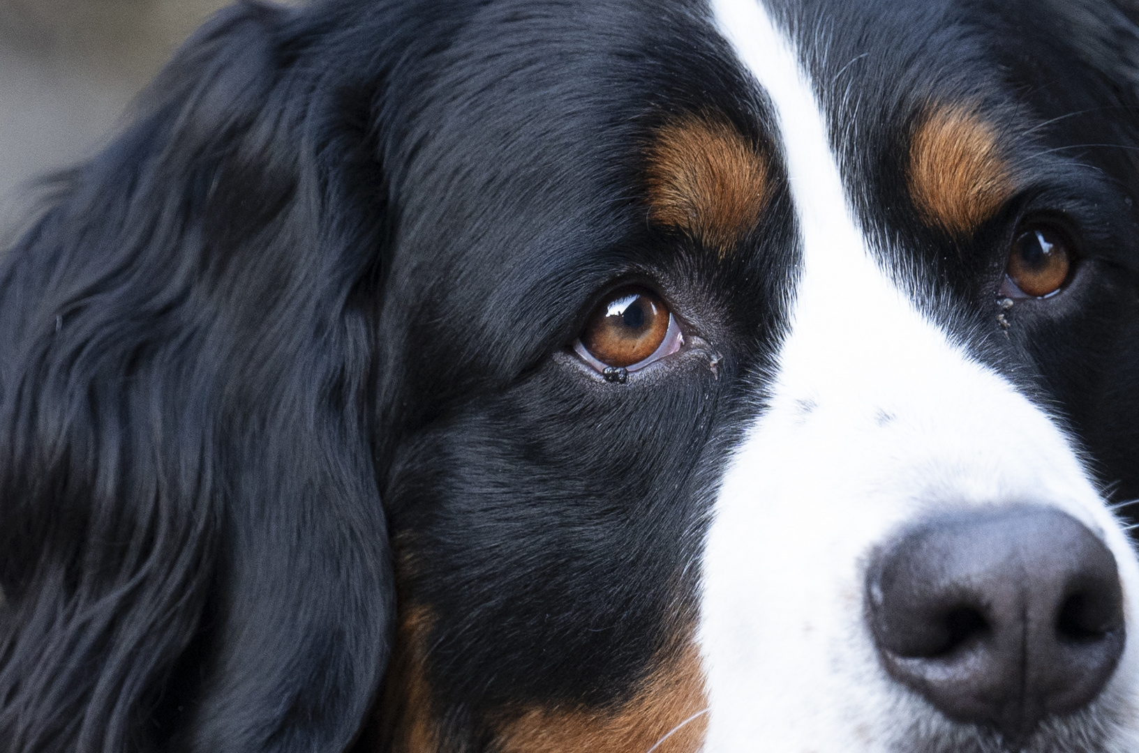 Enya Foto & Bild tiere, haustiere, hunde Bilder auf