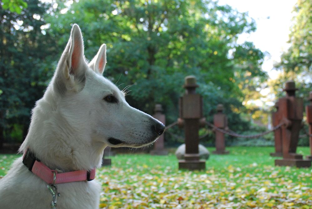 Enya im Skulpturengarten