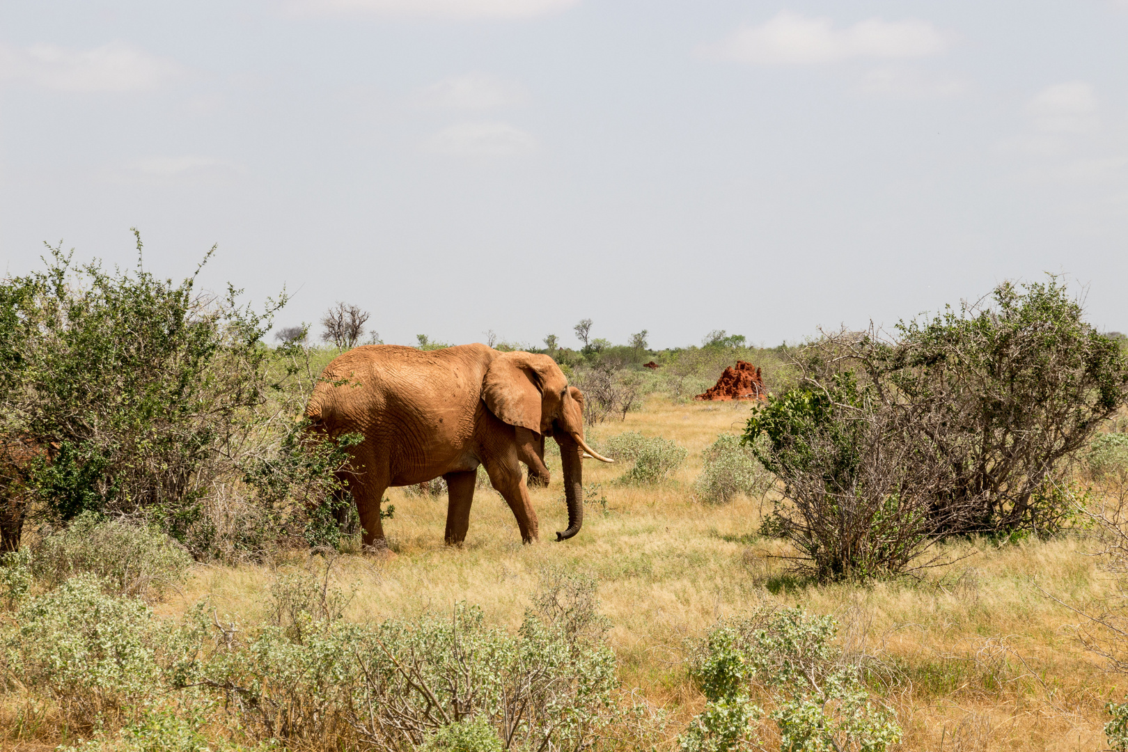 enya_Safari_Tsavo East_Elefant