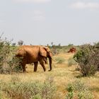 enya_Safari_Tsavo East_Elefant