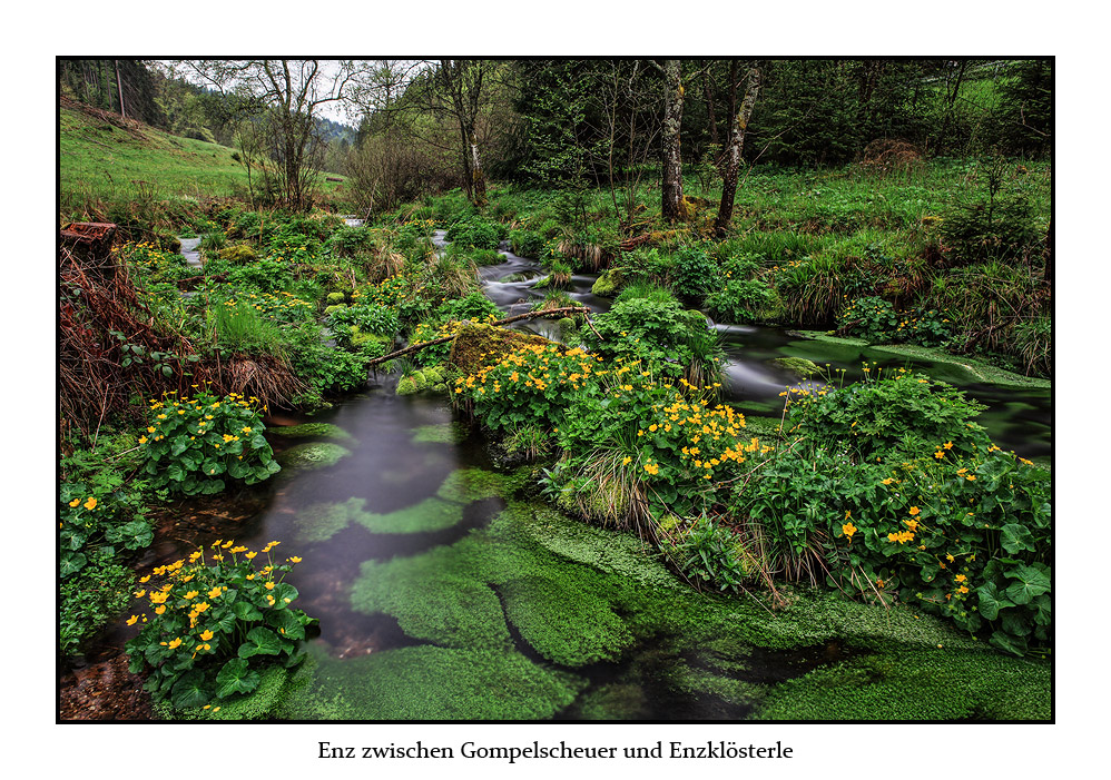 Enz zwischen Gompelscheuer und Enzklösterle