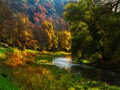 Enzbogen -Herbst 1511_1