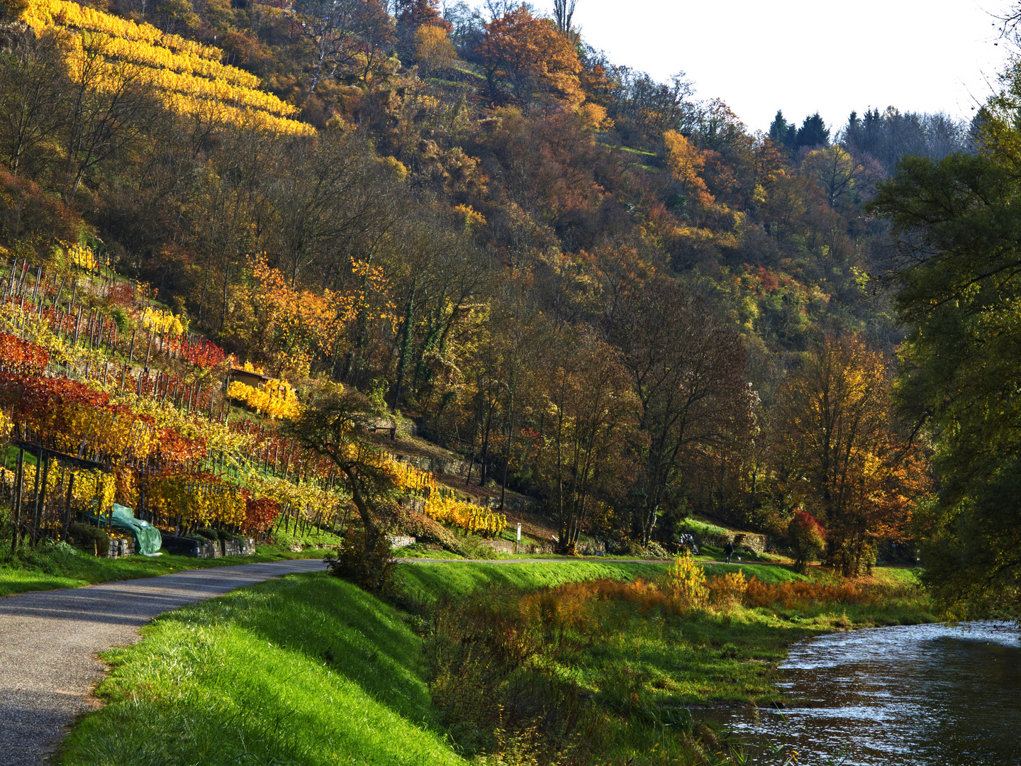 Enzbogen -Herbst 1511_2