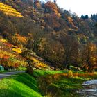 Enzbogen -Herbst 1511_2