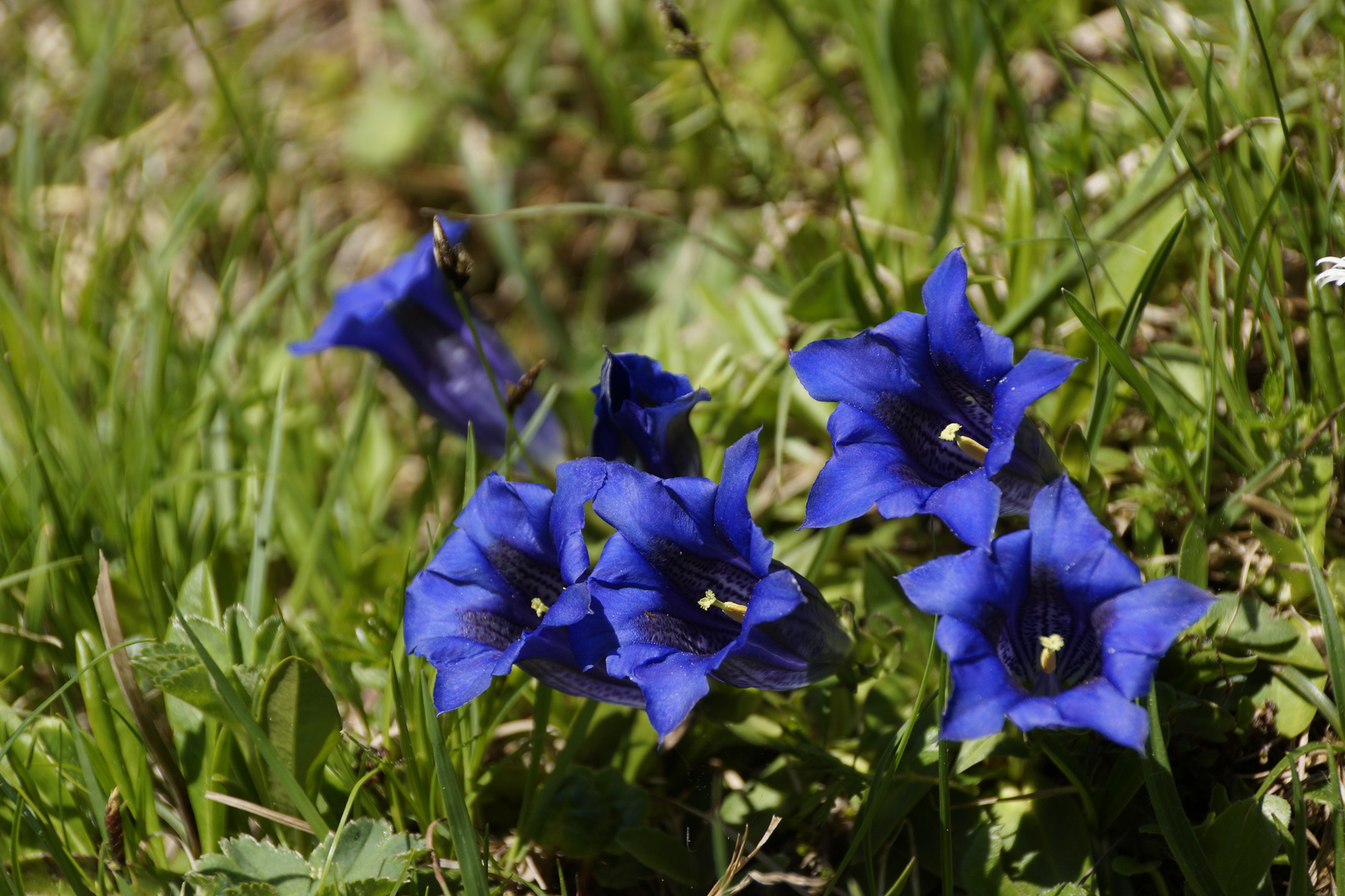 Enzian Foto & Bild landschaft, berge, hütten u. wege Bilder auf