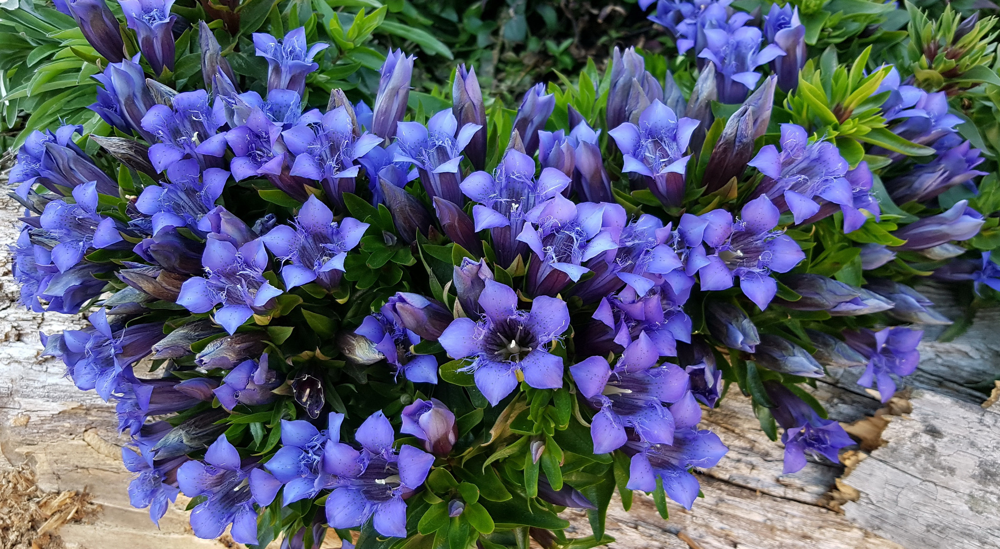 Enzian Foto & Bild europe, italy, vatican city, s marino, italy