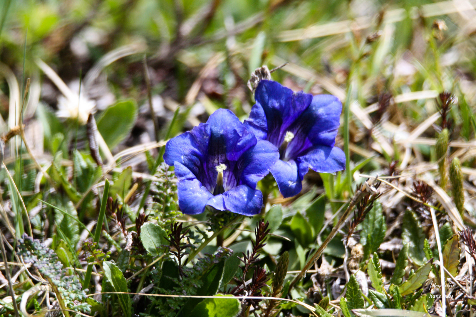 Enzian Foto & Bild pflanzen, natur Bilder auf