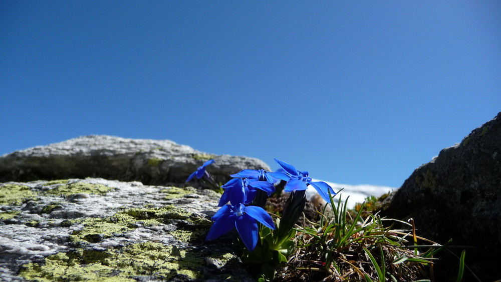 Enzian am Weißseekletscher