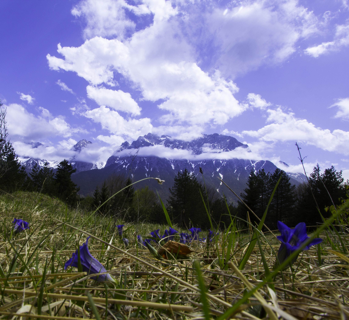 Enzian auf dem Hohen Brendten mit Blick auf den Karwendel