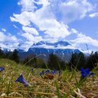 Enzian auf dem Hohen Brendten mit Blick auf den Karwendel