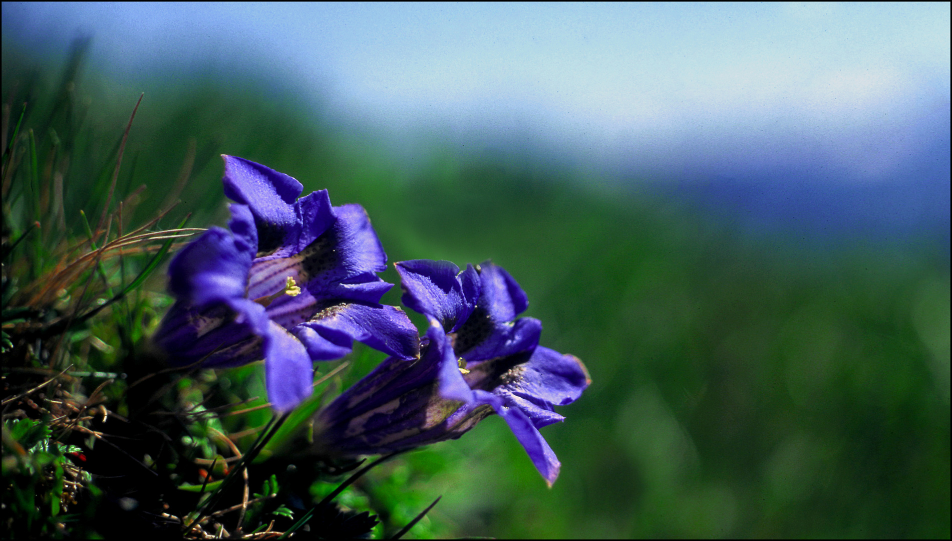 Enzian, Bergfrühling - P