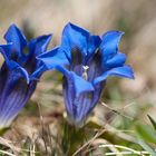 Enzian (Gentiana)