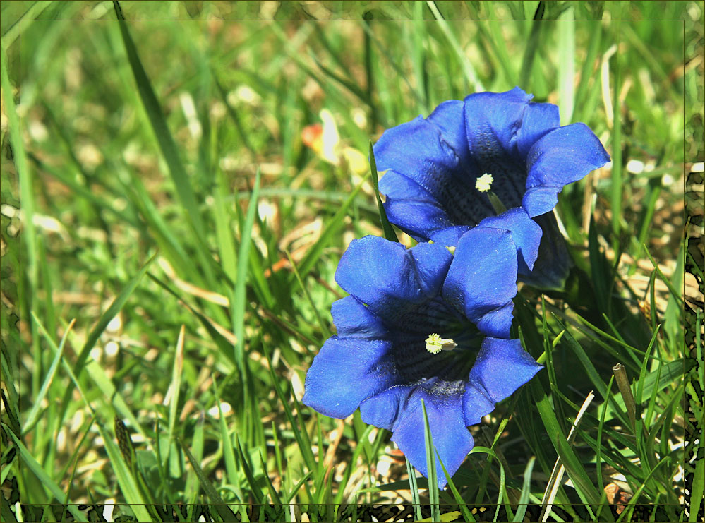 Enzian (Gentiana acaulis)