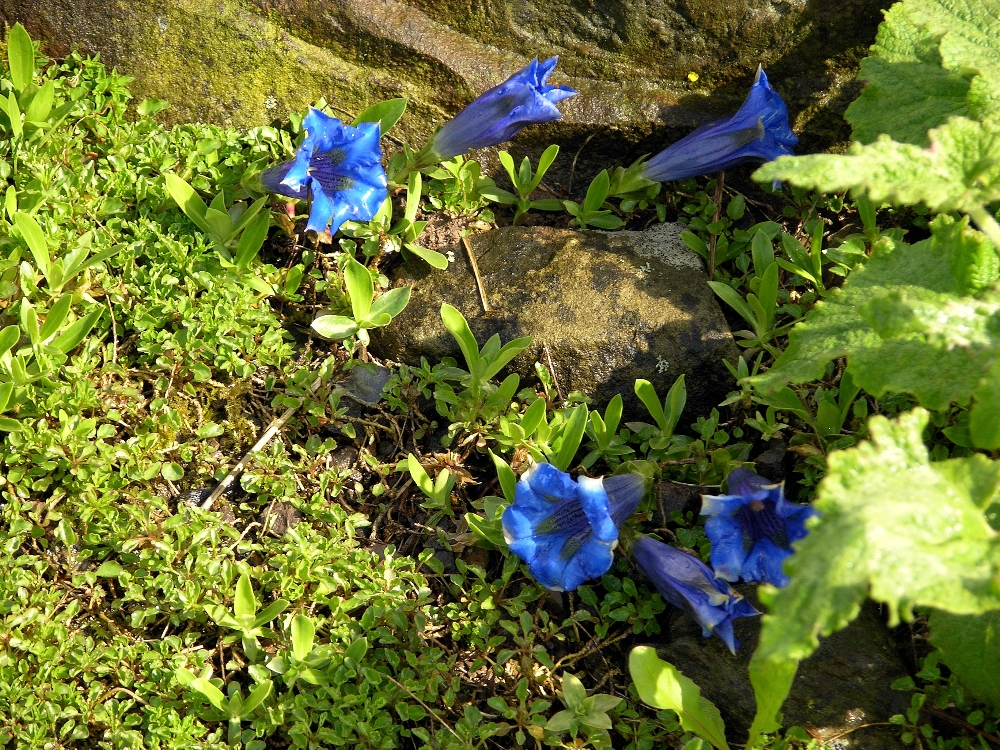 Enzian [ Gentiana clusii ]