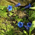 Enzian [ Gentiana clusii ]