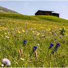 Enzian  (Gentiana) im Bergfrühling