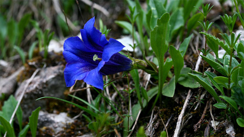 Enzian, Gentiana spec., Gentianaceae, NOE Kalkalpen, NOE / A