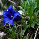 Enzian, Gentiana spec., Gentianaceae, NOE Kalkalpen, NOE / A