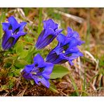 Enzian...... ich freue mich auf unseren Urlaub im Frühling im Stubaital...........