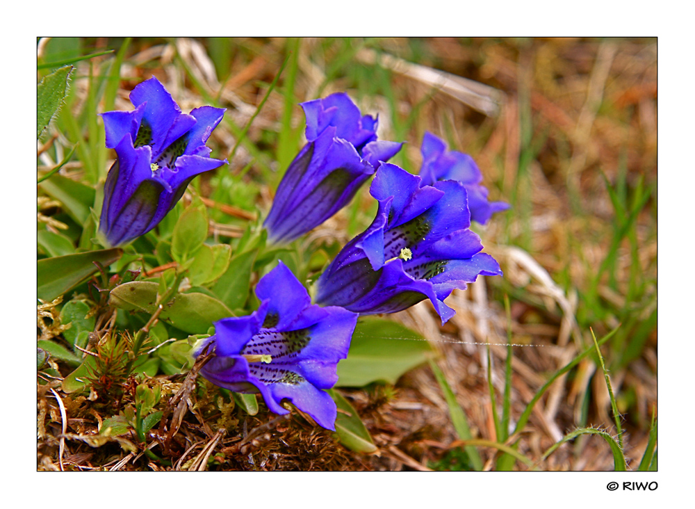 Enzian...... ich freue mich auf unseren Urlaub im Frühling im Stubaital...........