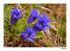 Enzian...... ich freue mich auf unseren Urlaub im Frühling im Stubaital...........