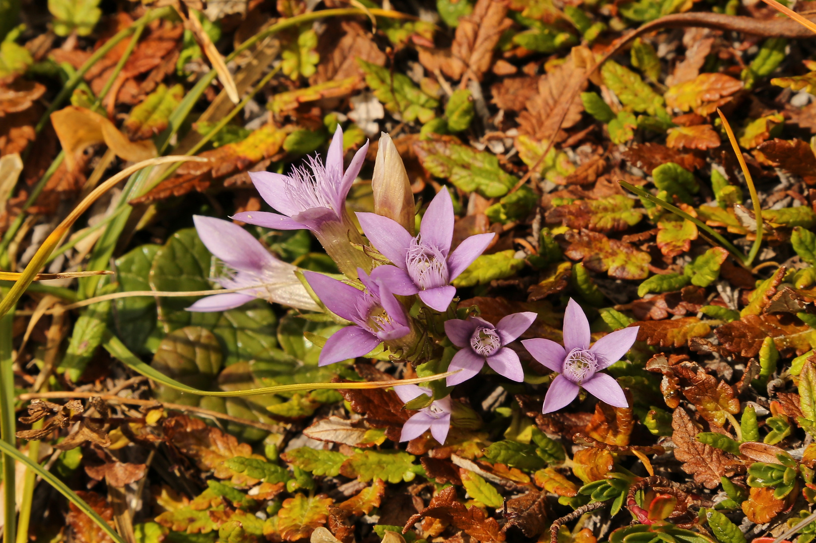 Enzian im Herbst (2017_09_25_EOS 6D_6611_ji)