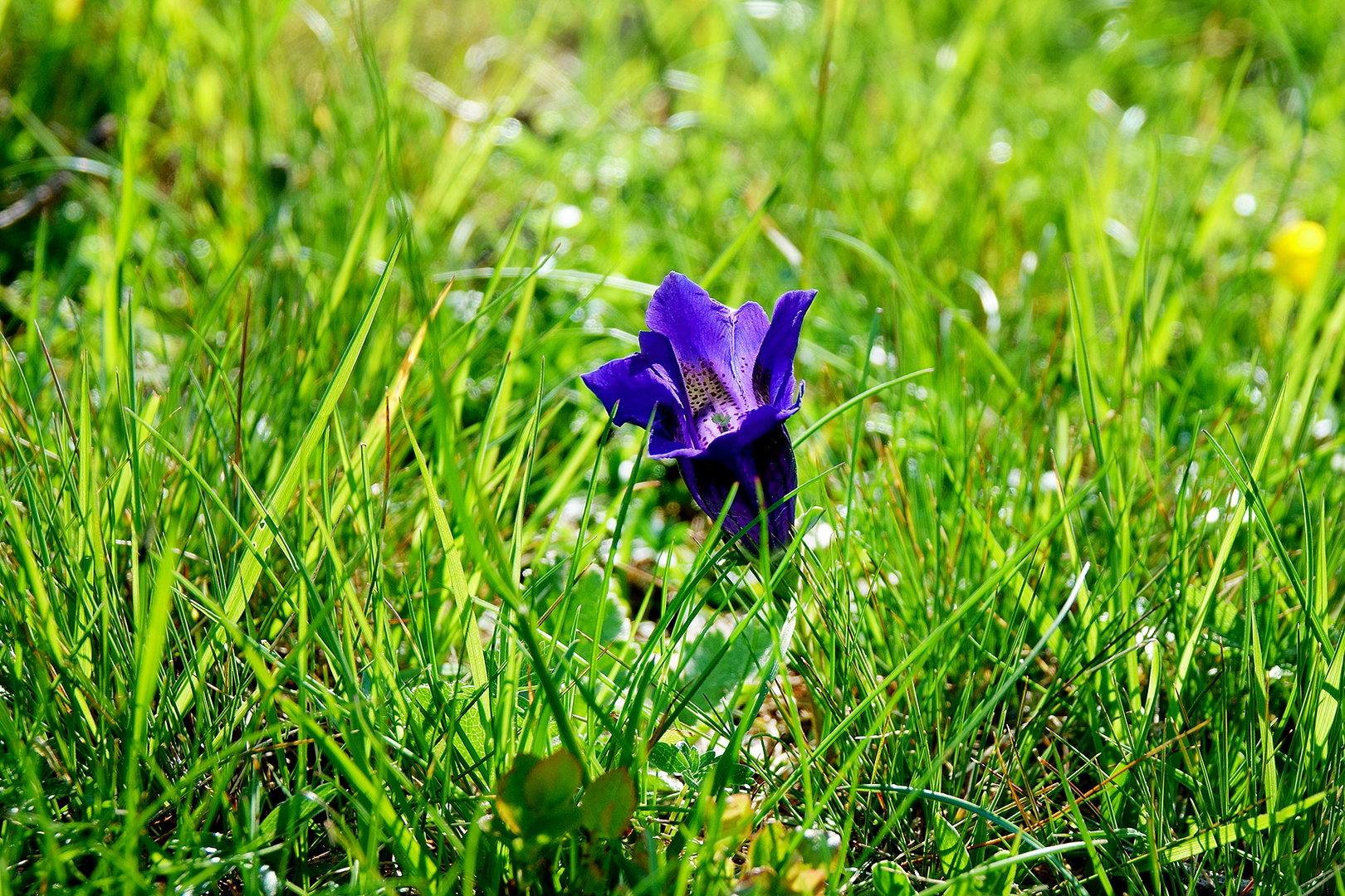 Enzian im Sonnenschein