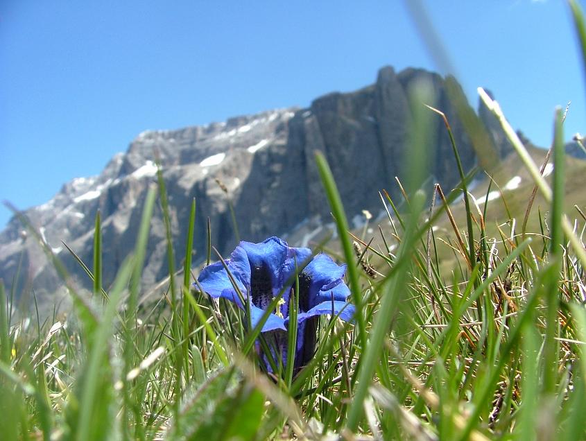 Enzian in den Dolomiten