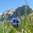 Enzian in den Dolomiten