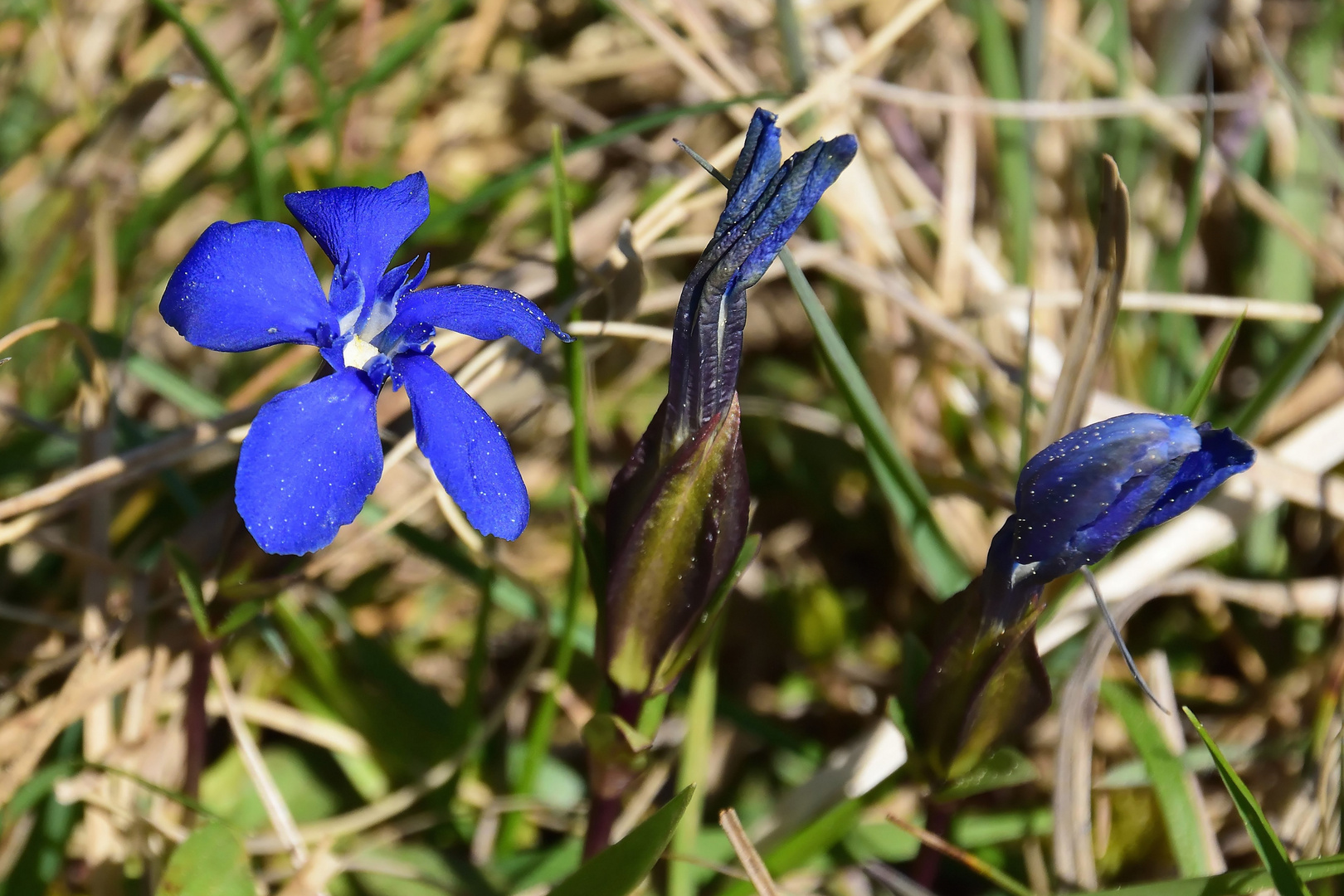 Enzian in der in der Königsbrunner Heide Mitte April