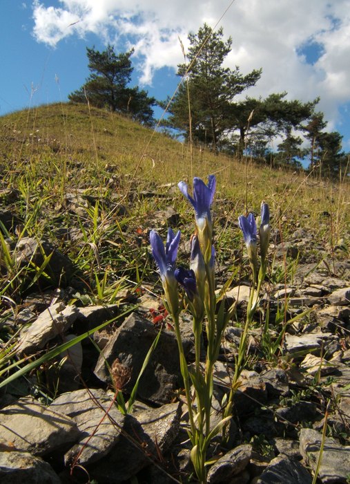 Enzian in der Rhön