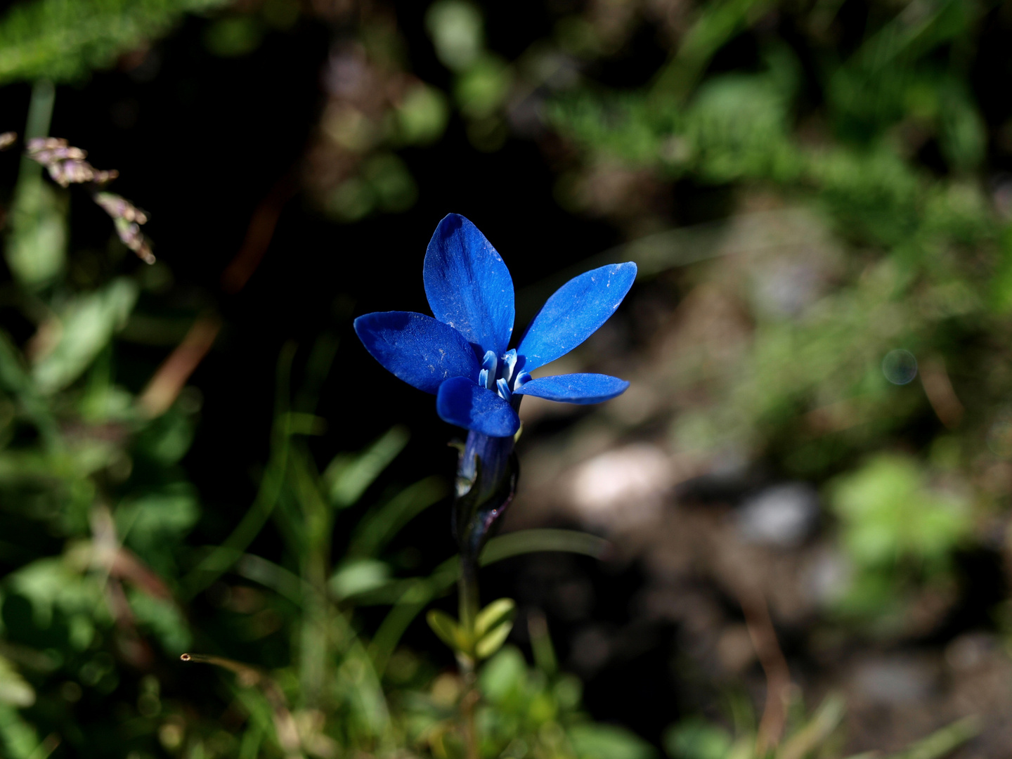 Enzian in erfrischendem Blau