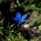 Enzian in erfrischendem Blau