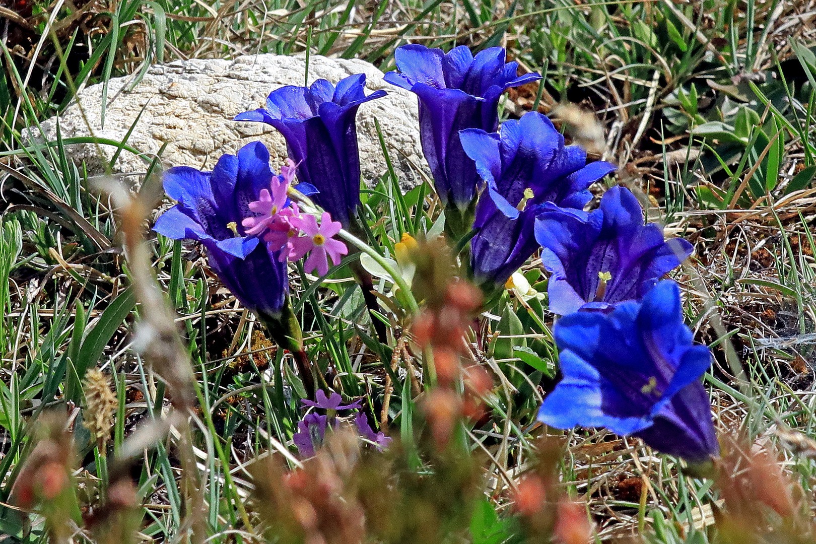 Enzian in schönster Blüte ...