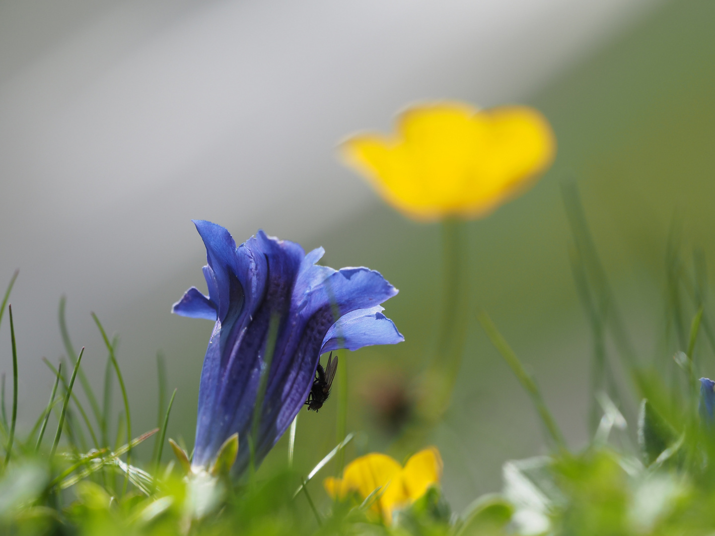 Enzian mit Butterblume