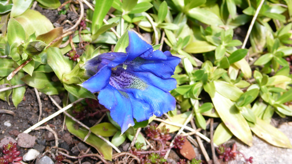 Enzian- mit großen Blüten