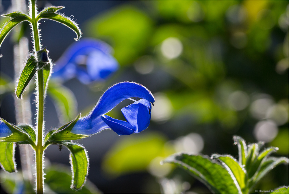 Enzian Salbei (Salvia patens) ....