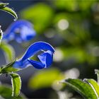 Enzian Salbei (Salvia patens) ....