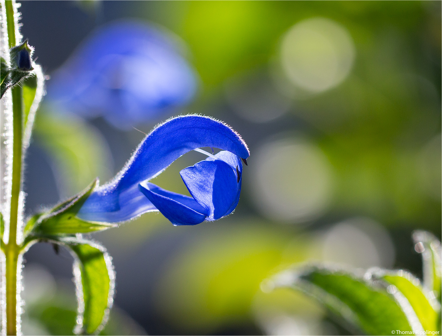 Enzian Salbei (Salvia patens)