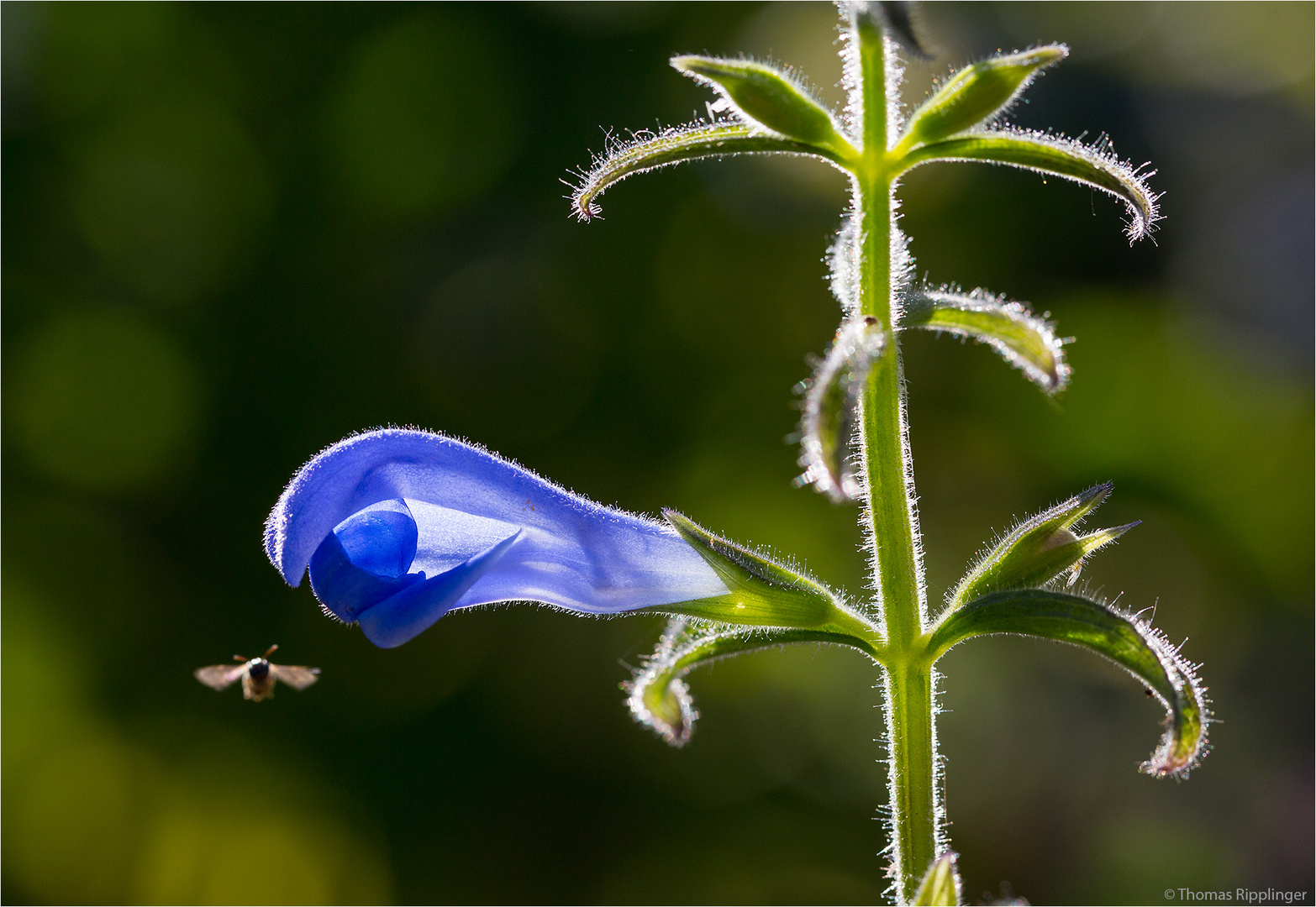 Enzian Salbei (Salvia patens) .