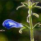 Enzian Salbei (Salvia patens) .