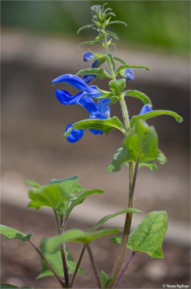 Enzian Salbei (Salvia patens). Foto & Bild pflanzen, pilze & flechten