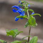 Enzian Salbei (Salvia patens).