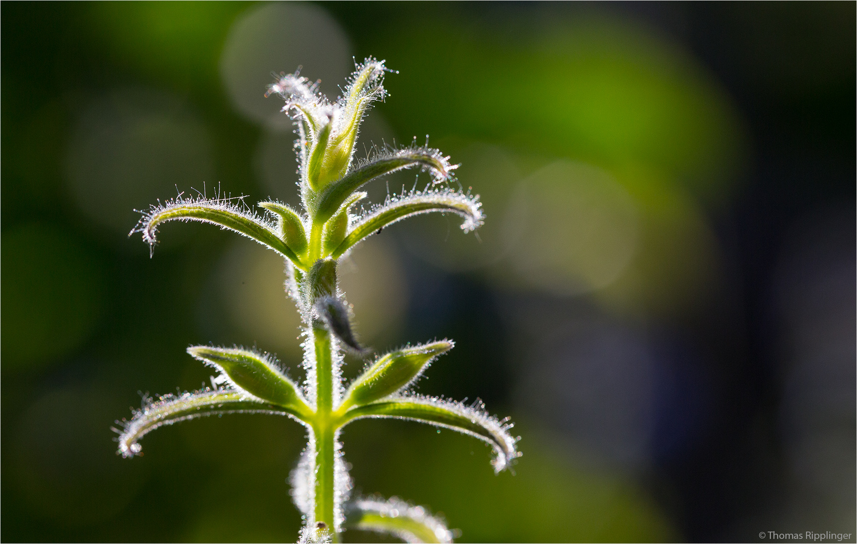 Enzian Salbei (Salvia patens) ..