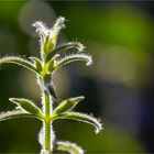 Enzian Salbei (Salvia patens) ..